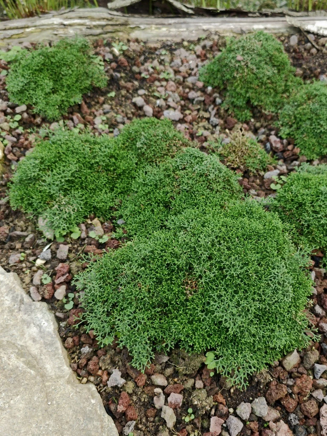 Selaginella borealis