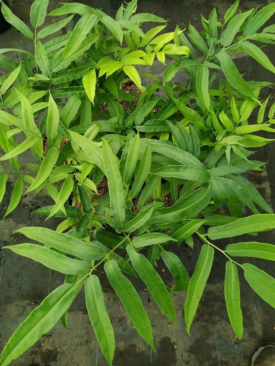 Coniogramme intermedia