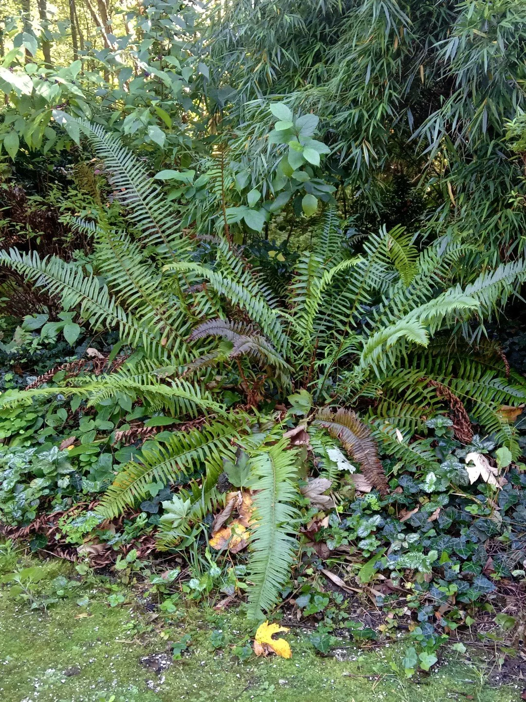 Polystichum munitum-Contexte-003.jpg