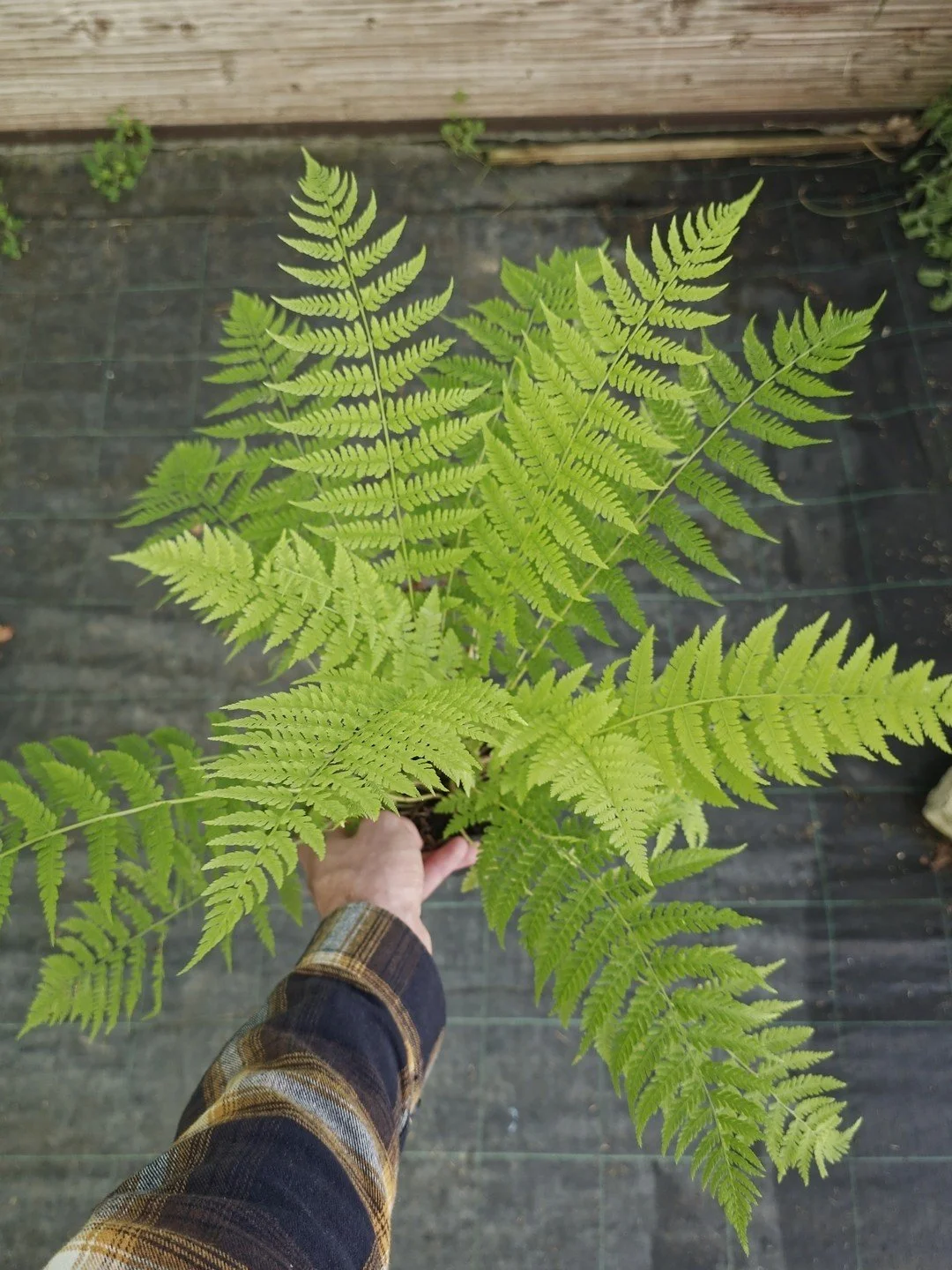 Athyrium filix-femina-Godet de 9 cm-001.jpg