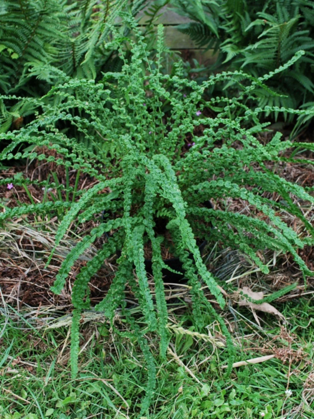 Athyrium filix-femina 'Frizelliae'