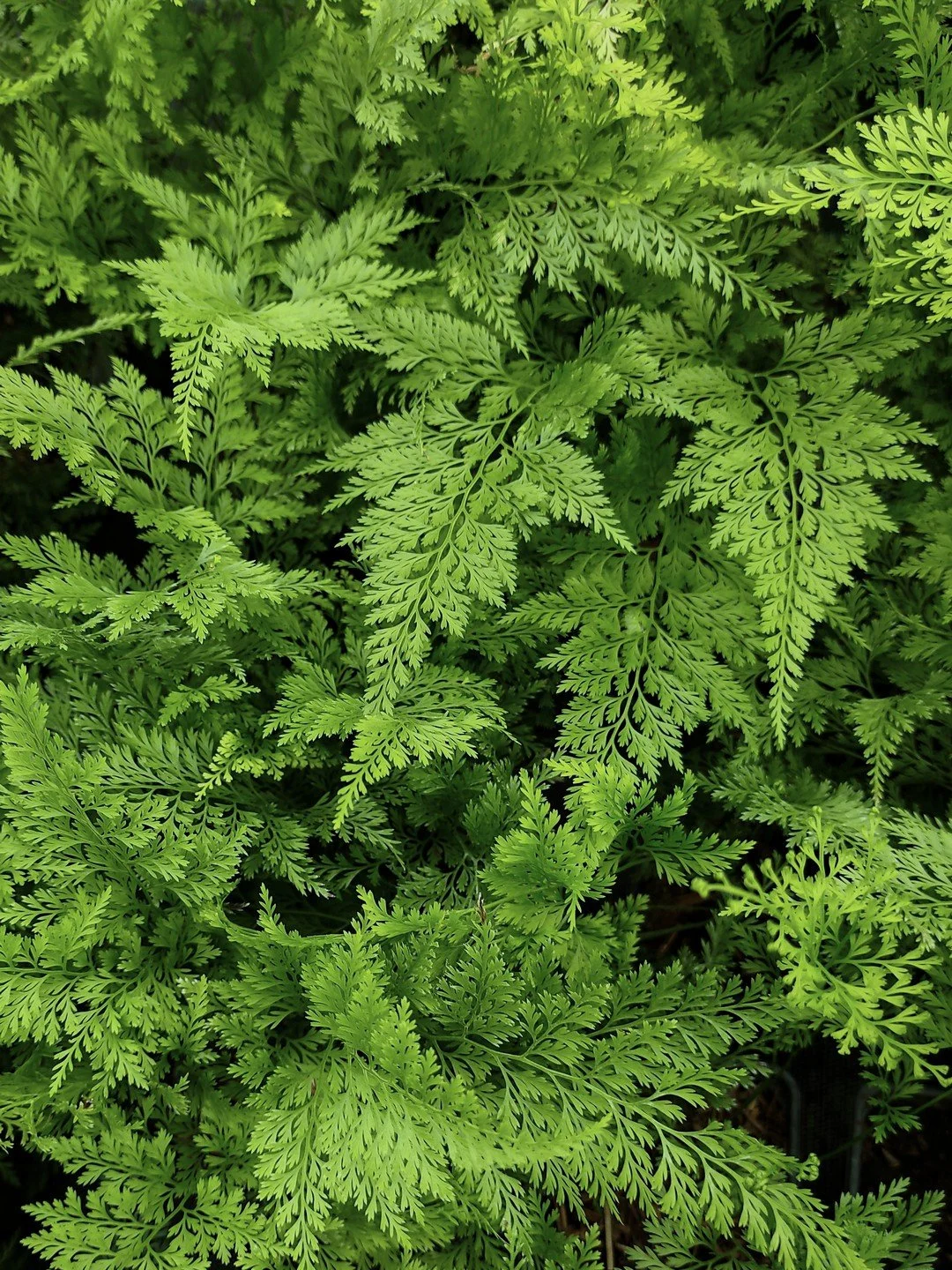 Onychium japonicum 'Sichuan Lace'