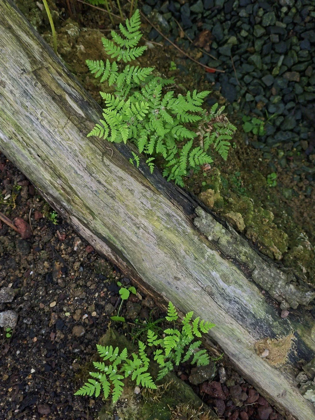 Gymnocarpium dryopteris-Contexte-002.jpg