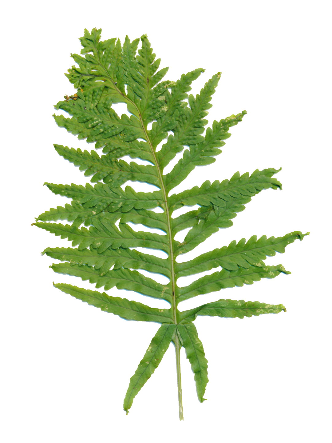 Polypodium cambricum 'Herbert Whitley'-Détail-001.png