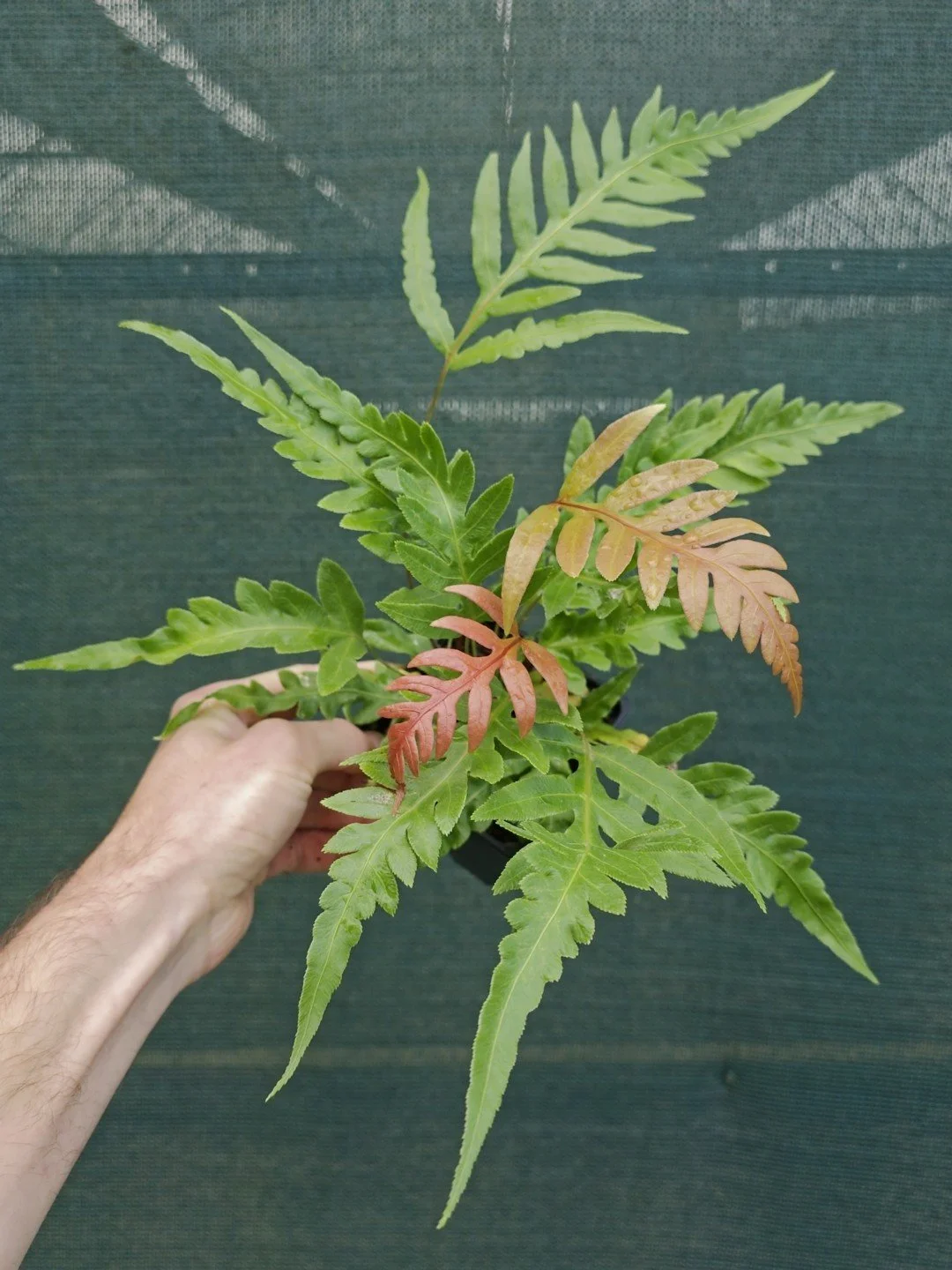 Woodwardia prolifera-Godet de 9 cm-001.jpg