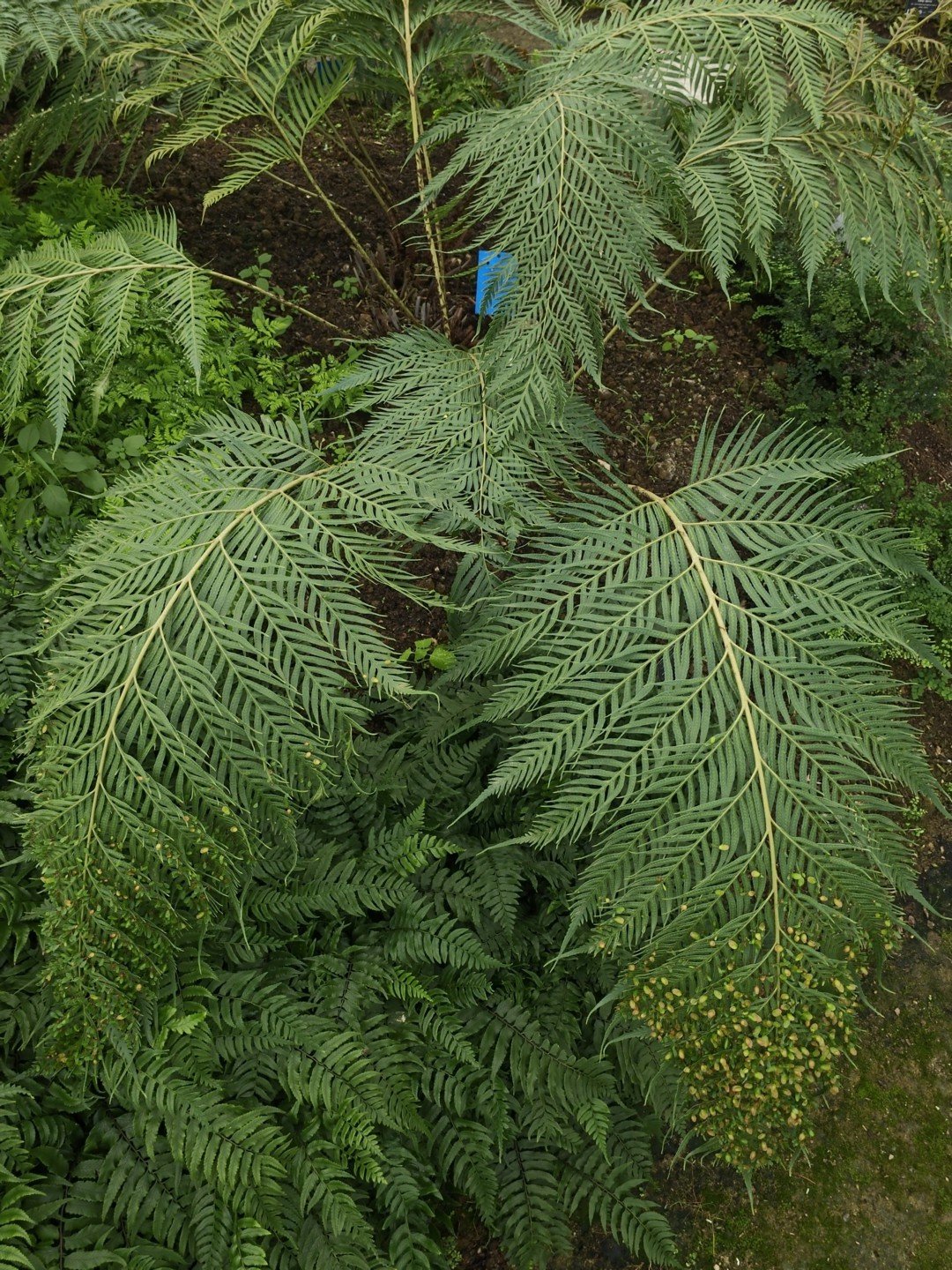 Woodwardia prolifera