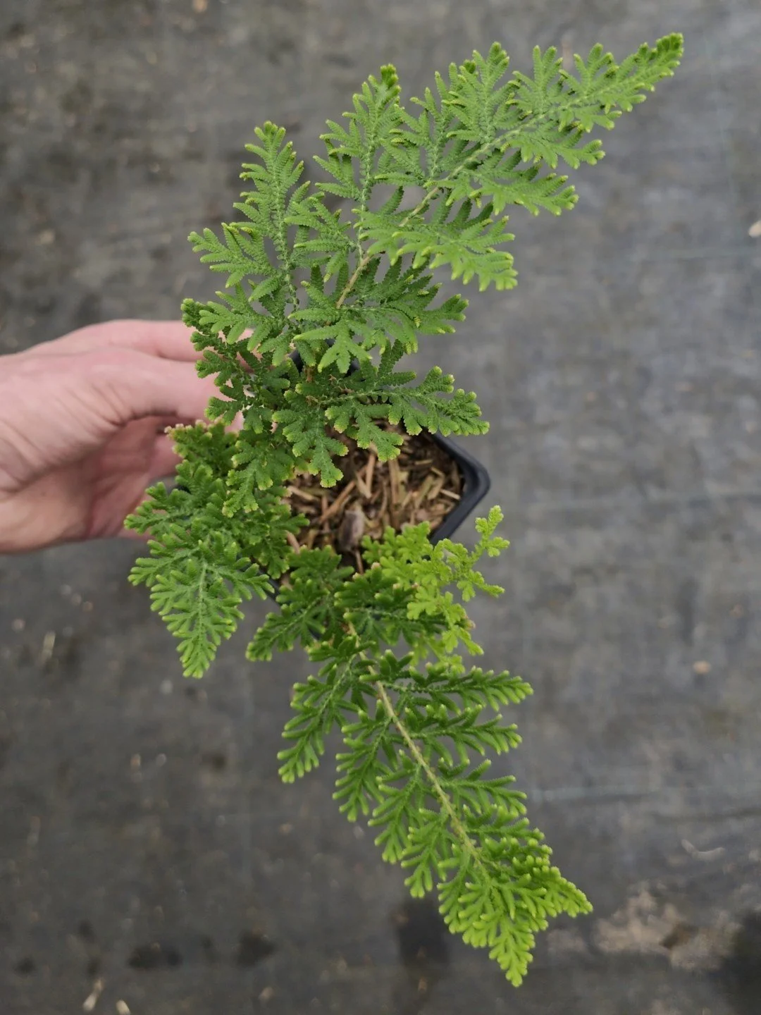 Selaginella involvens-Godet de 9 cm-001.jpg