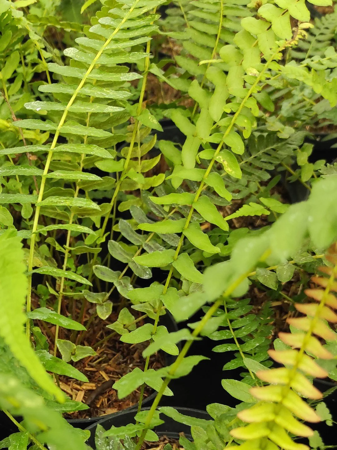 Blechnum auriculatum-Détail-001.jpg