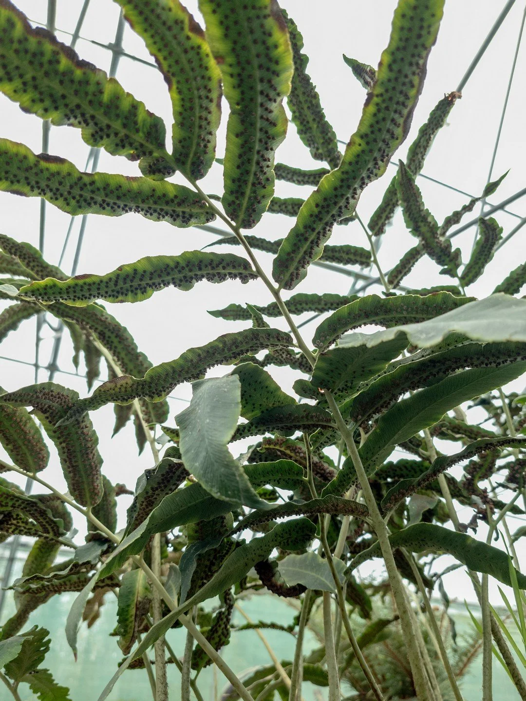 Dryopteris sieboldii-Détail-002.jpg