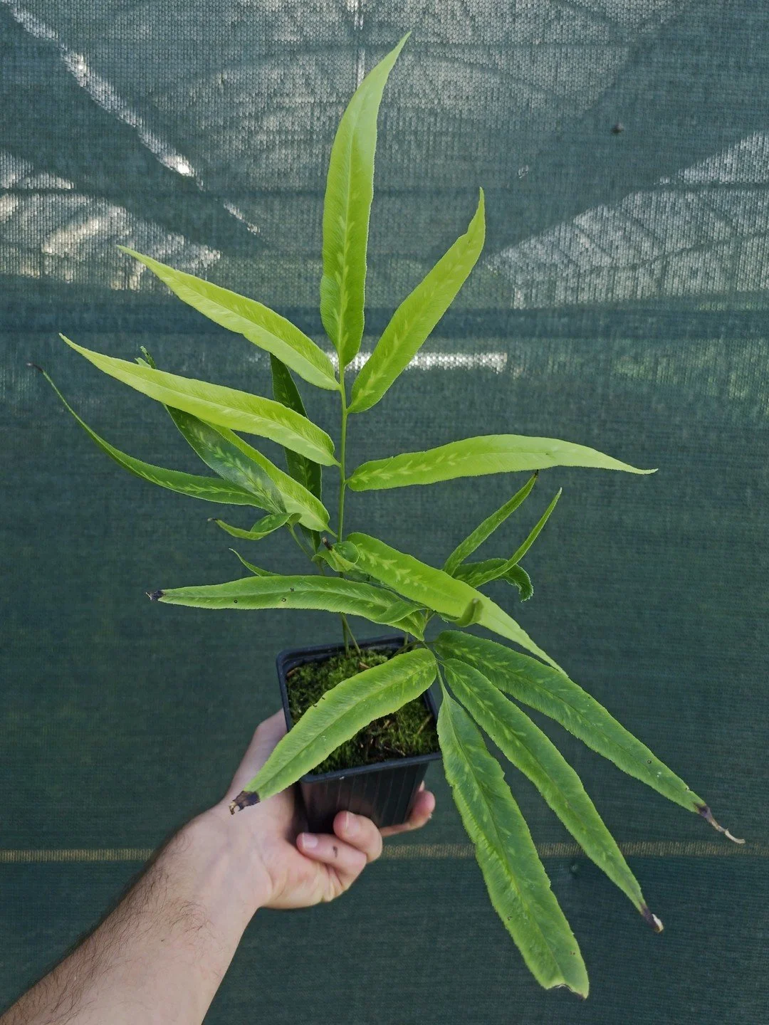 Coniogramme japonica 'Flavomaculata'-Godet de 9 cm-001.jpg