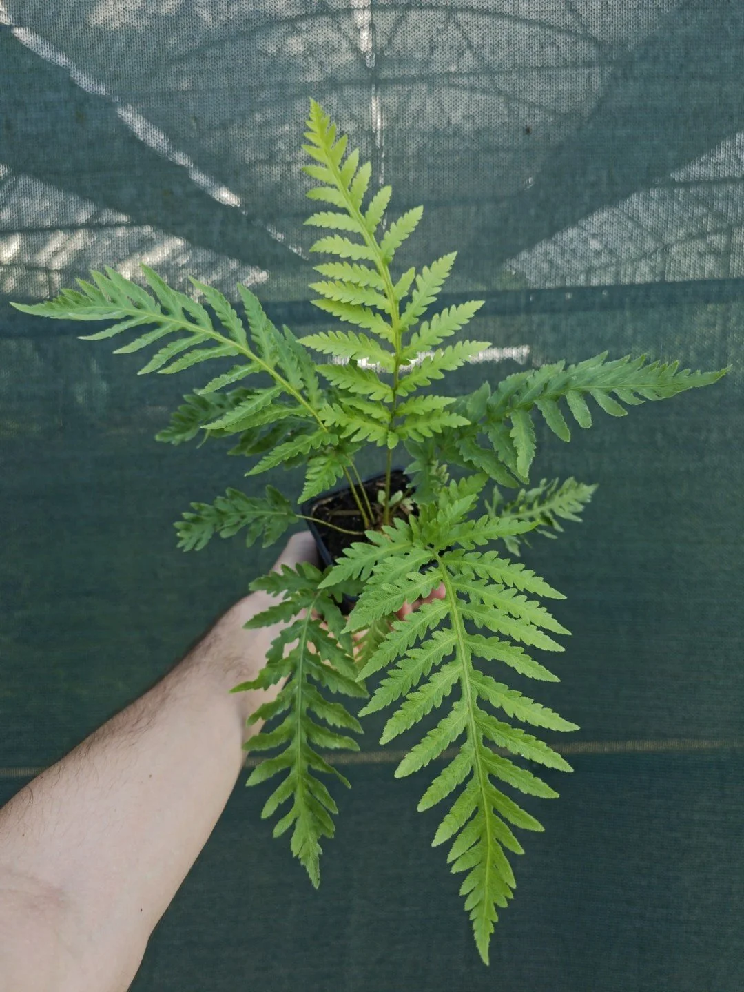 Woodwardia fimbriata-Godet de 9 cm-001.jpg