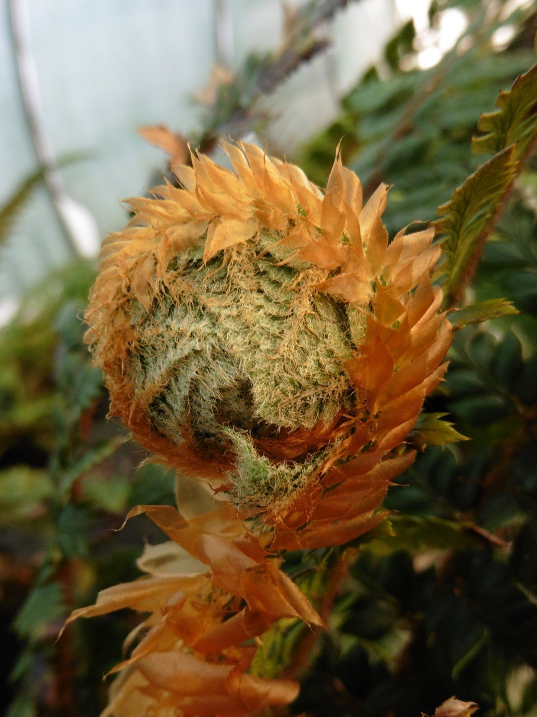 Polystichum neolobatum-Détail-002.JPG