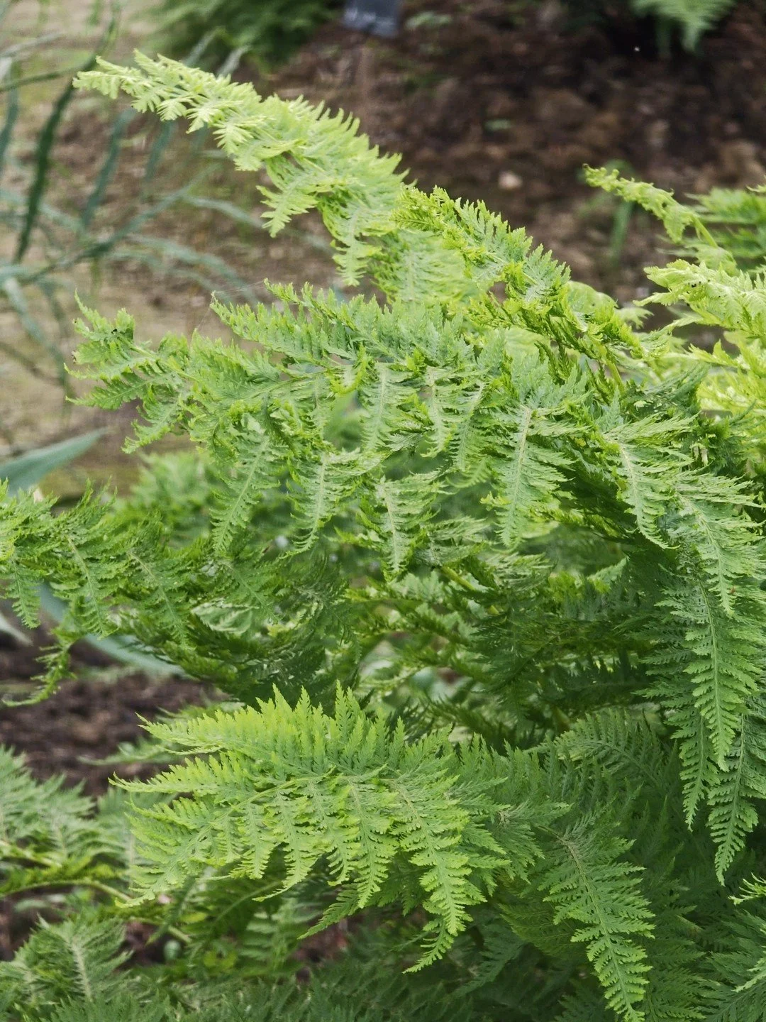 Athyrium filix-femina 'Plumosum Axminster'-Détail-001.jpg