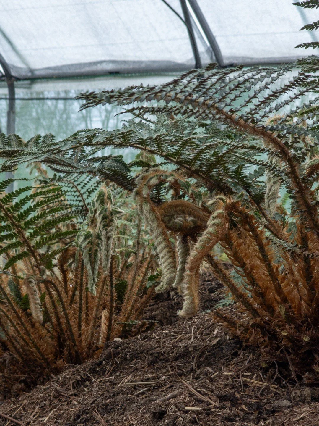 Polystichum polyblepharon