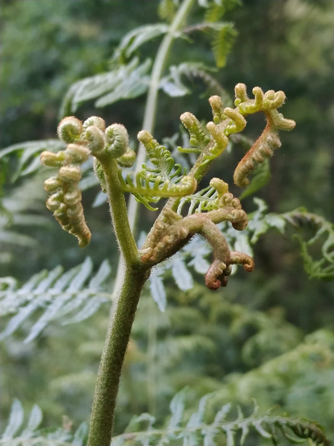 Pteridium aquilinum