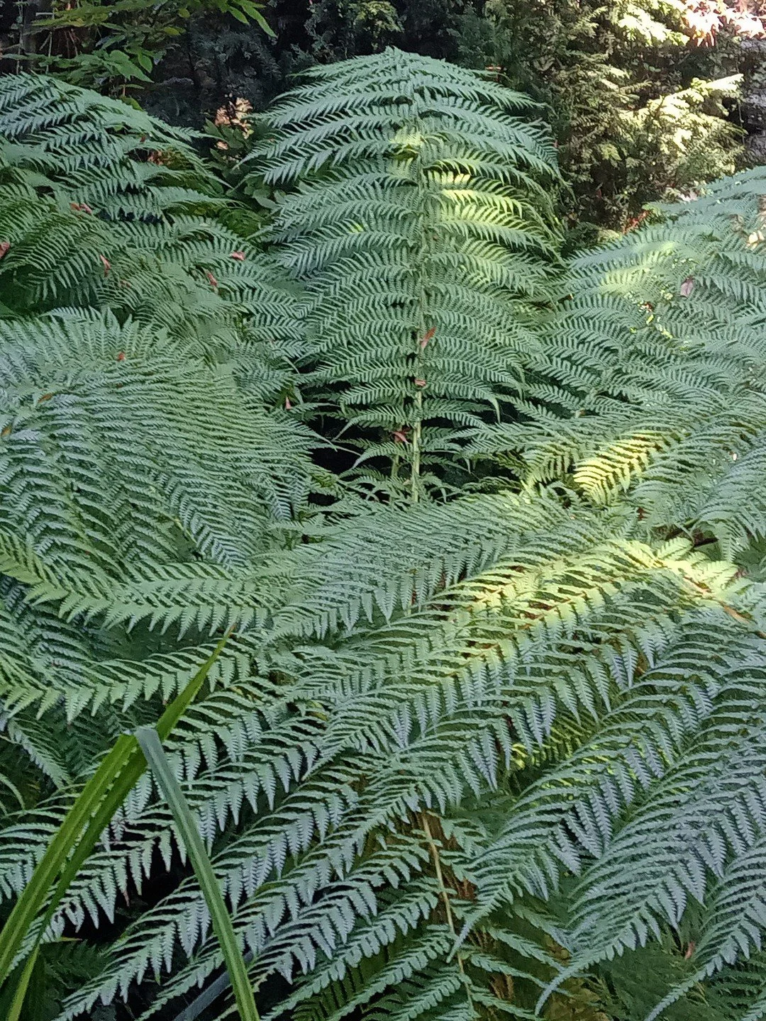 Dicksonia antarctica-Détail-001.jpg