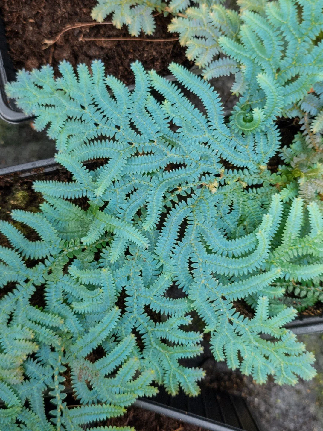 Selaginella uncinata-Détail-002.jpg