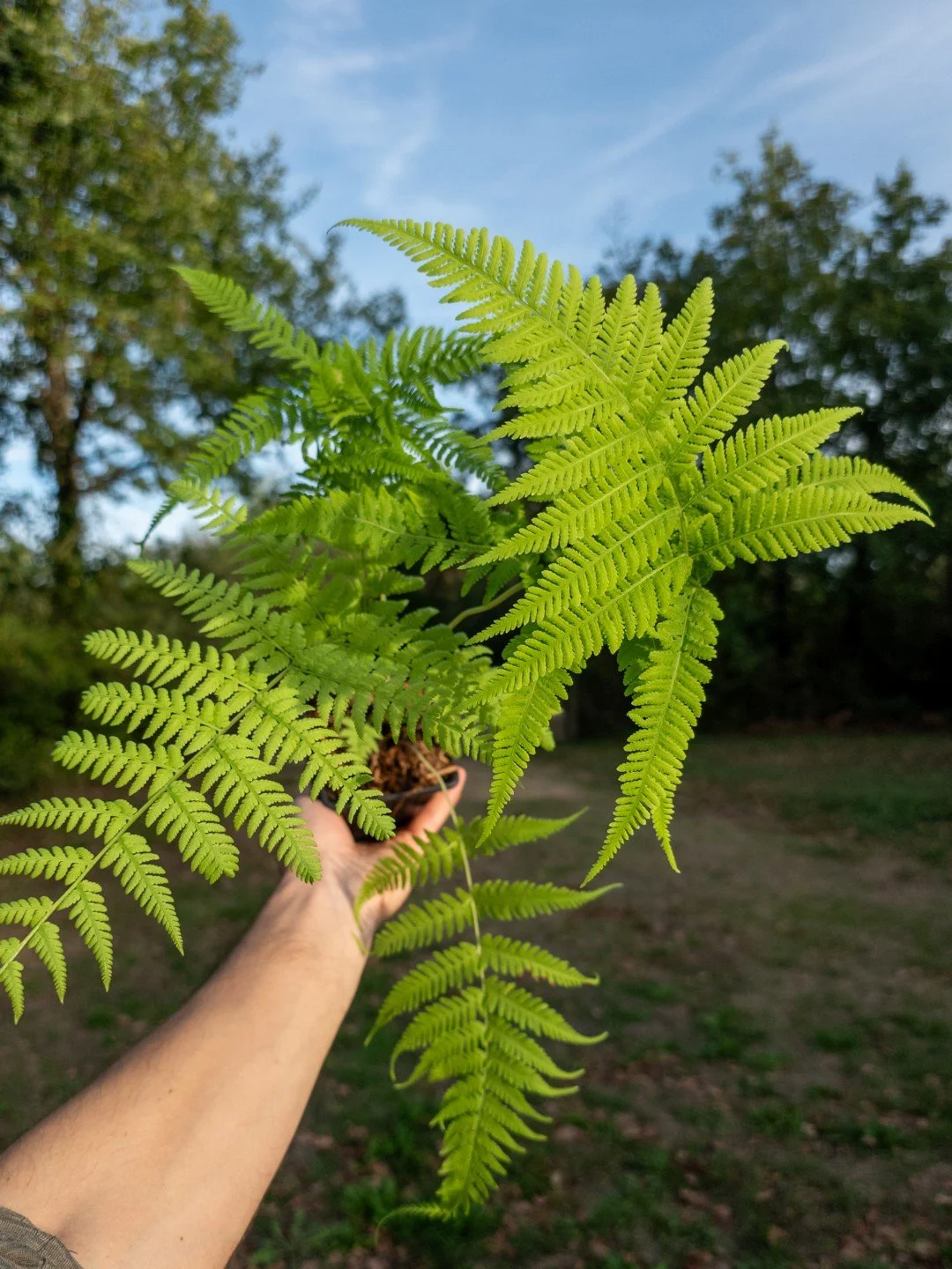 Macrothelypteris torresiana-Godet de 9 cm-001.jpg