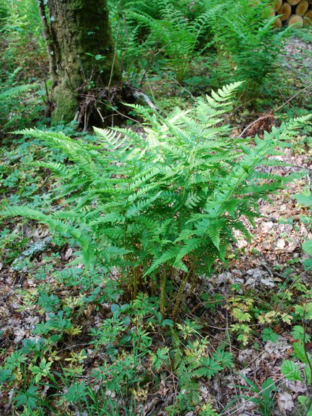 Dryopteris carthusiana