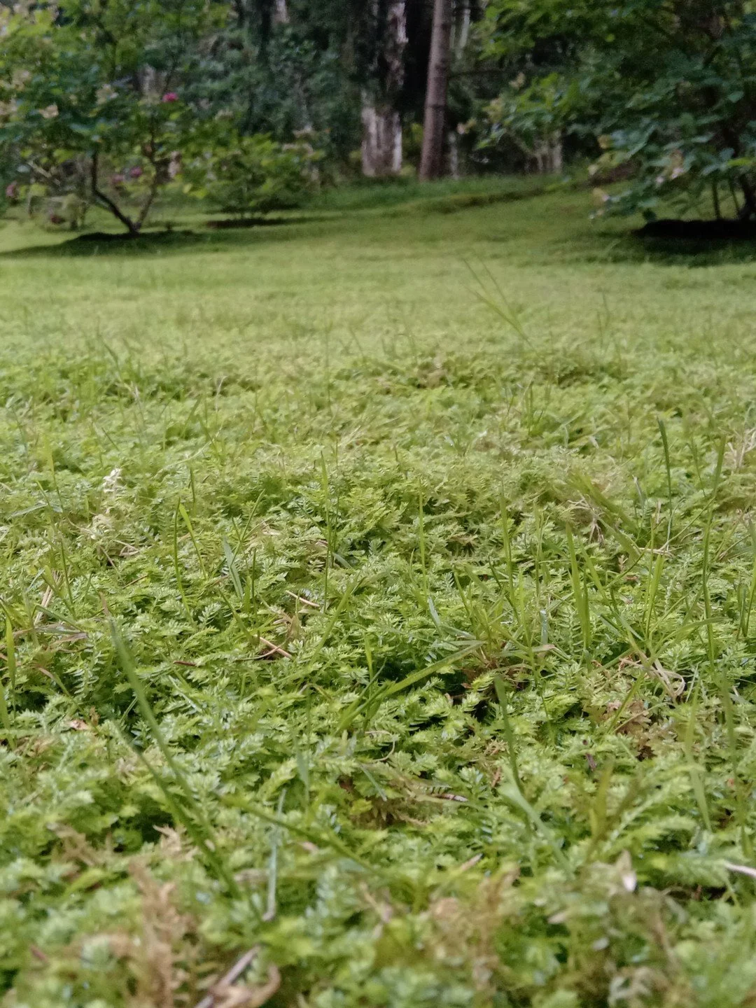 Selaginella kraussiana-Contexte-001.jpg