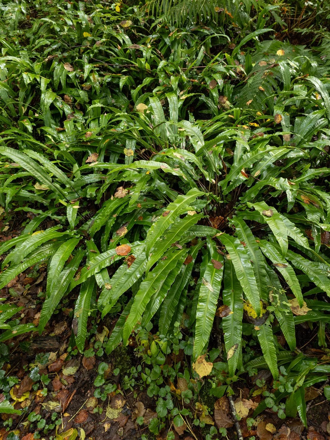 Asplenium scolopendrium