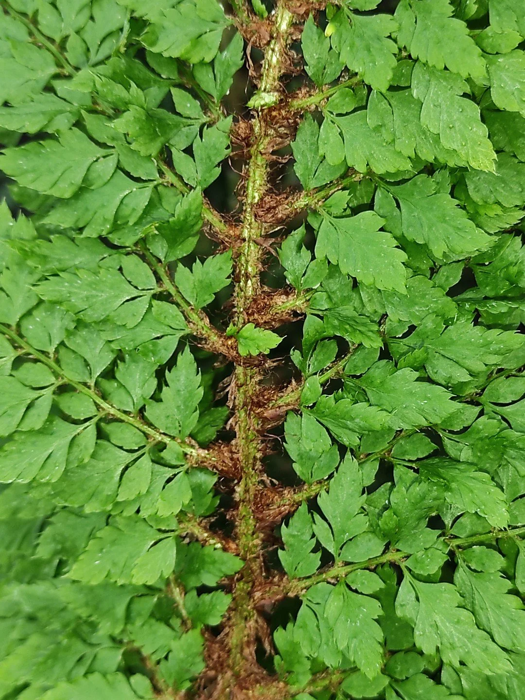 Polystichum setiferum Tripinnatum Group