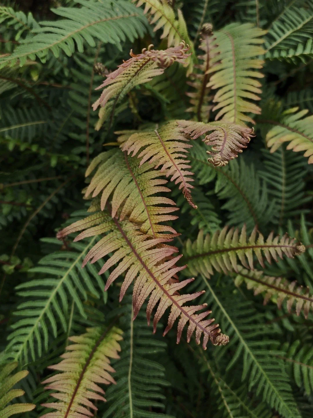 Doodia australis-Détail-001.jpg