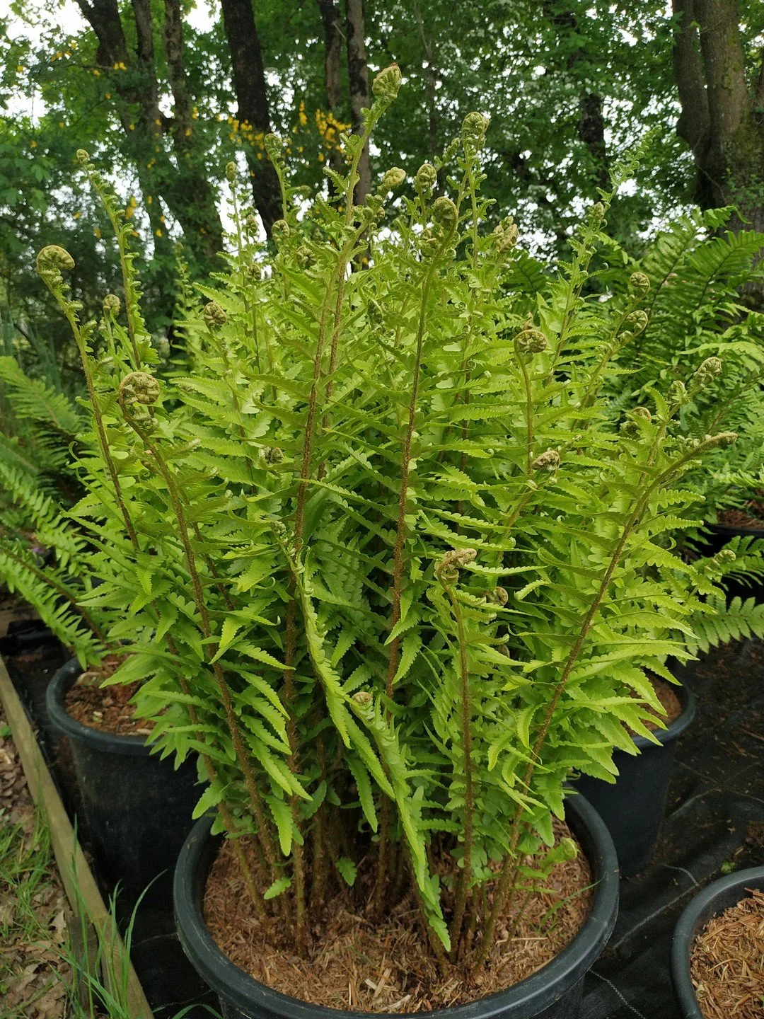 Dryopteris tokyoensis