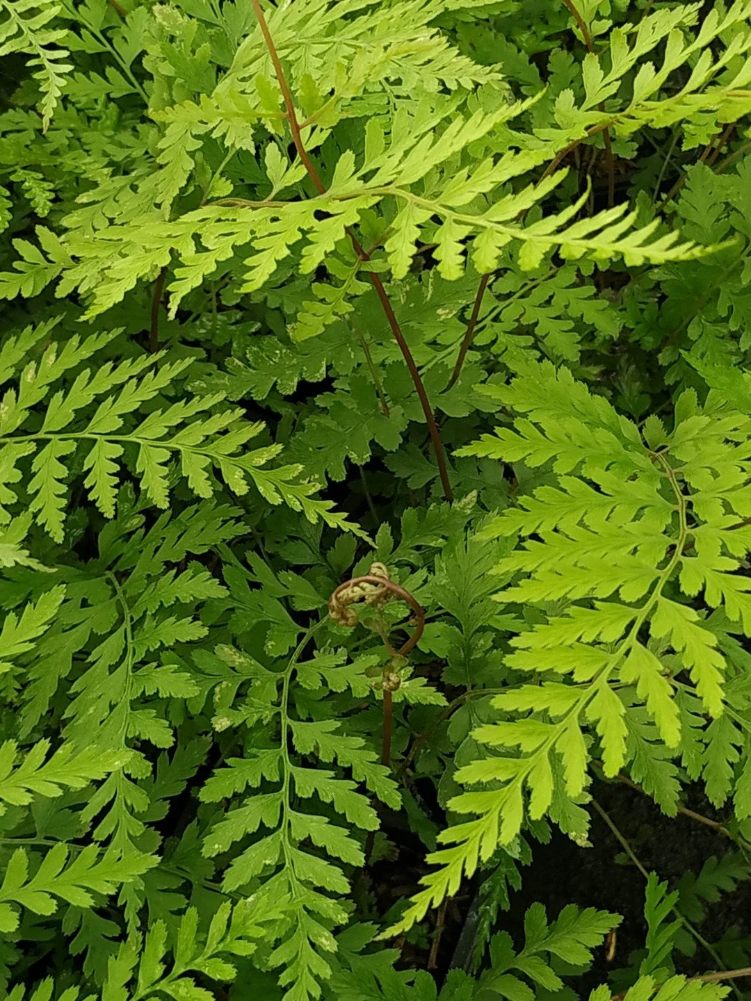 Athyrium vidalii