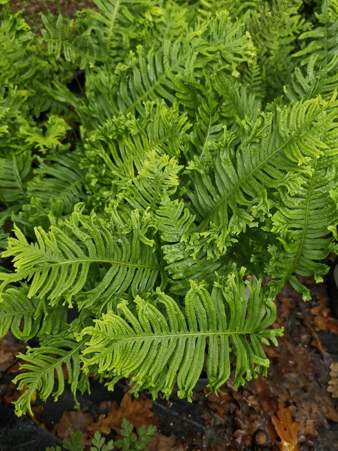 Polypodium cambricum 'Grandiceps Fox'