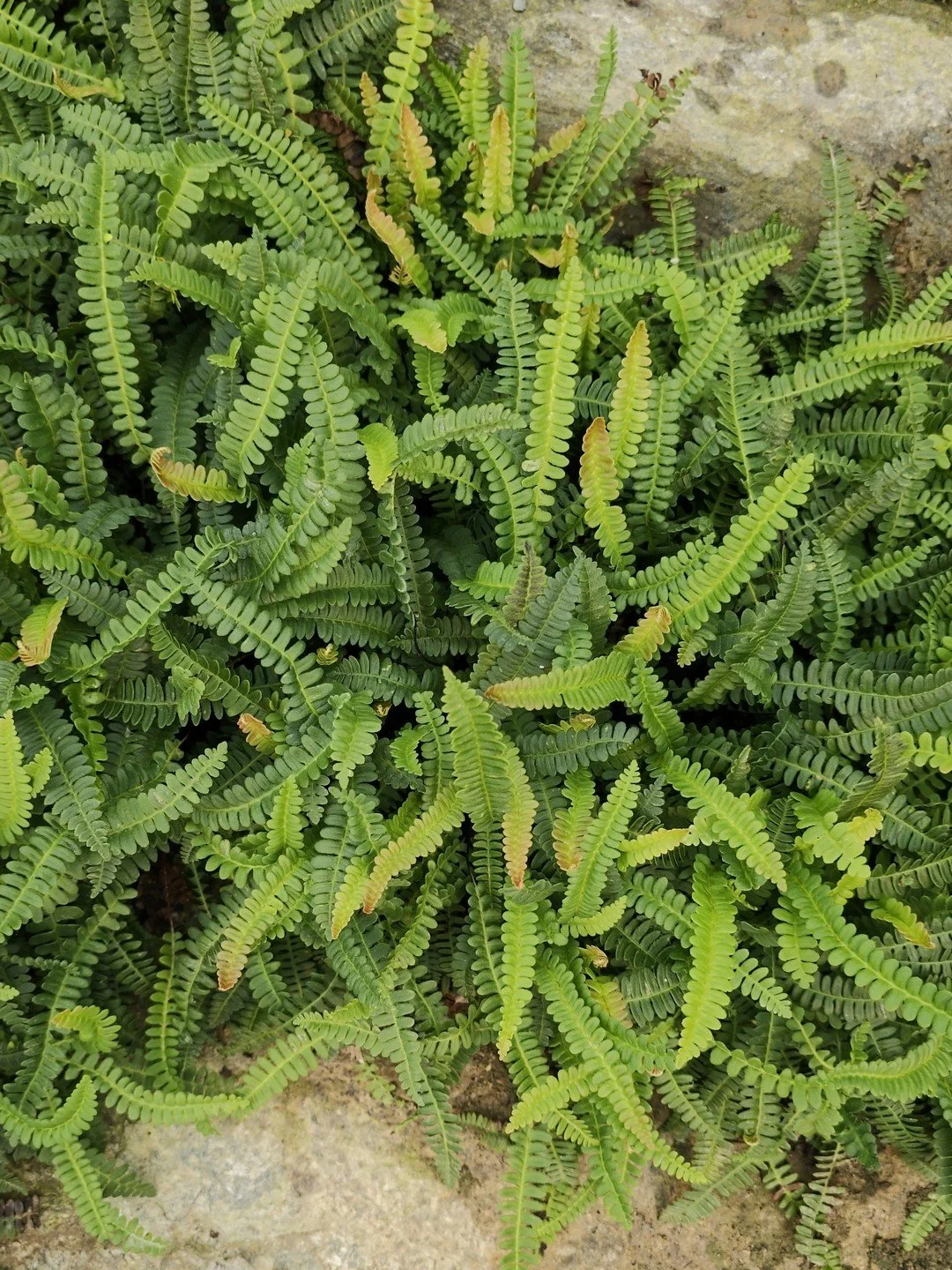Austroblechnum penna-marina-Contexte-002.jpg