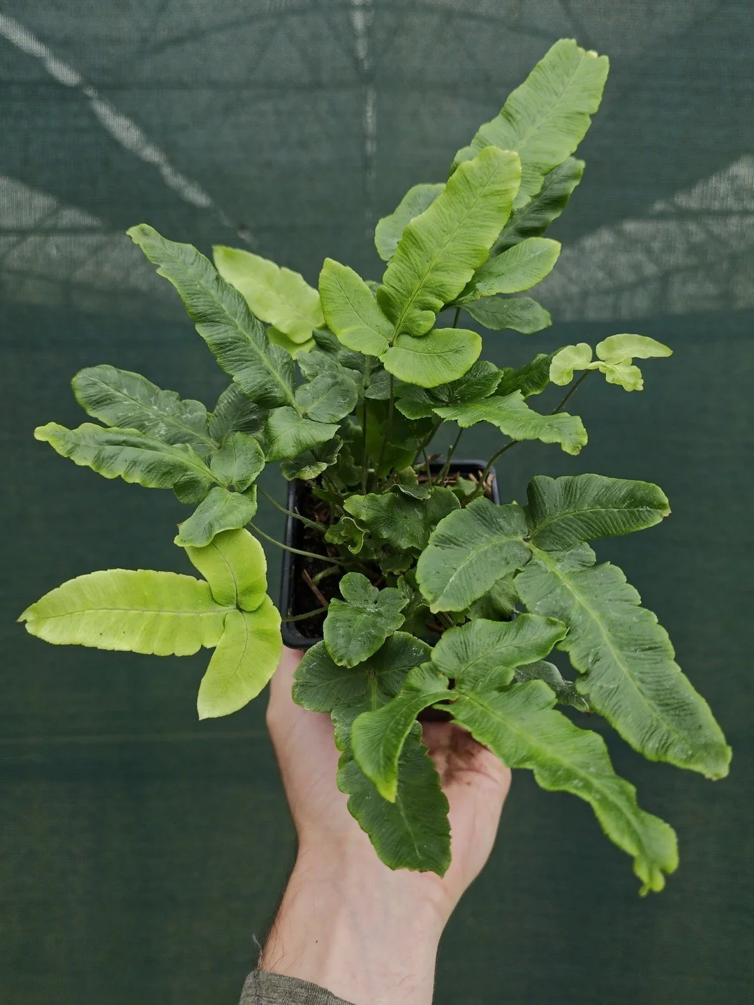 Dryopteris sieboldii-Godet de 9 cm-001.jpg