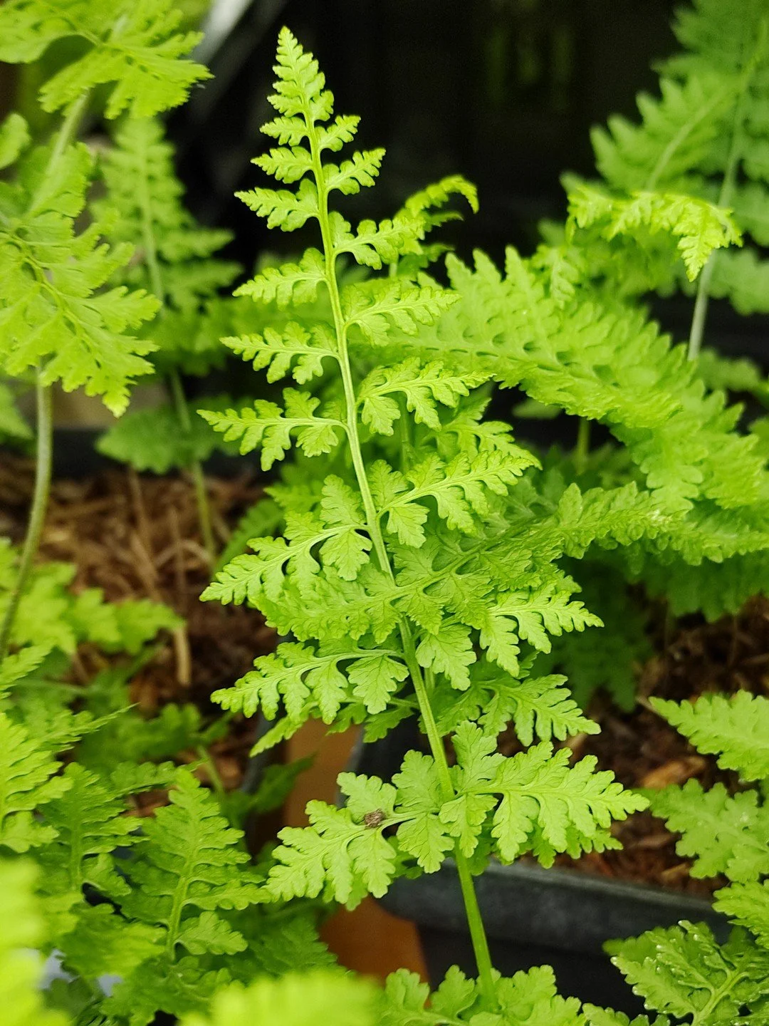 Cystopteris dickieana-Détail-001.jpg