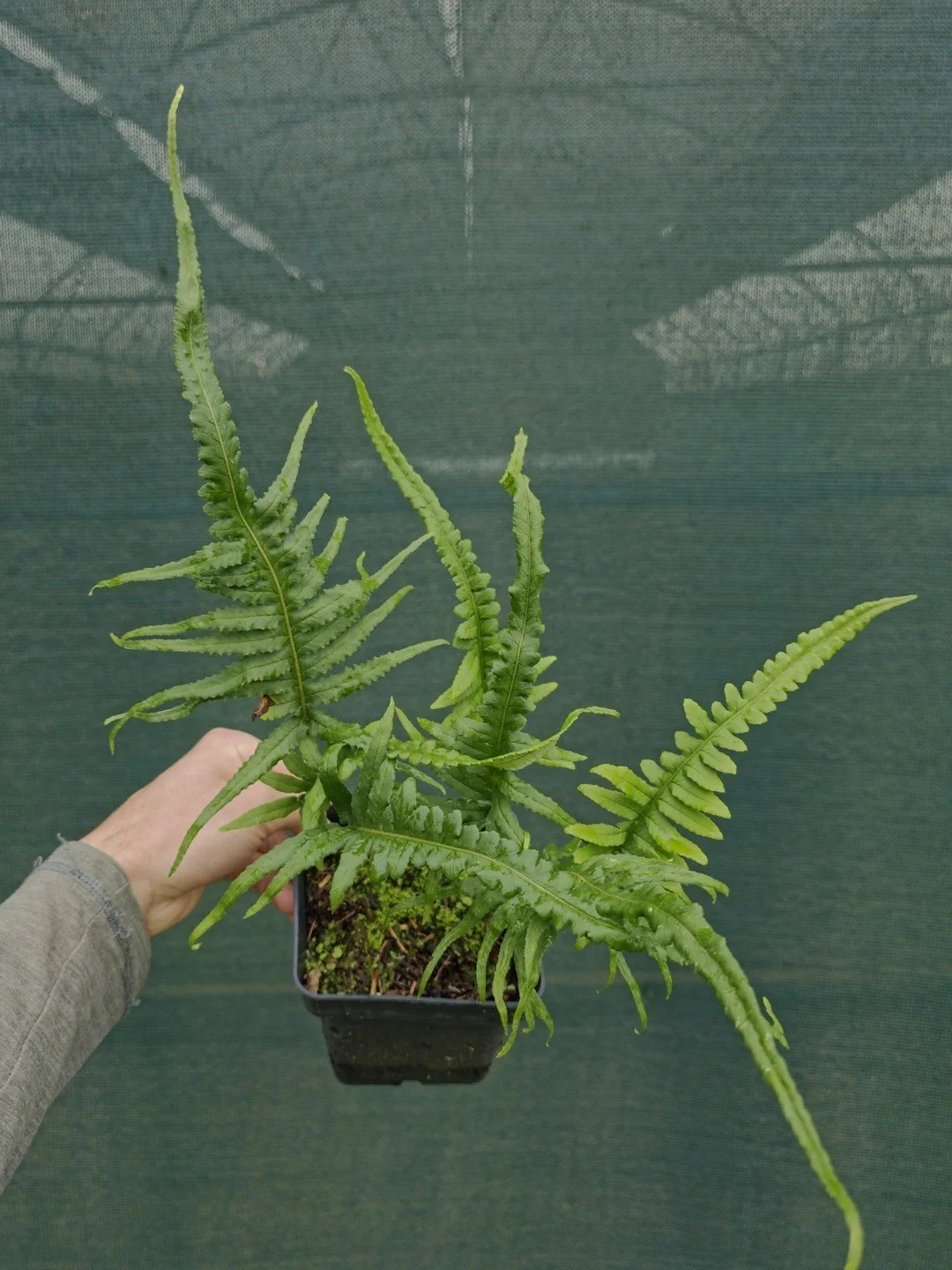 Polypodium glycyrrhiza 'Longicaudatum'-Pot de 1 litre-001.jpg