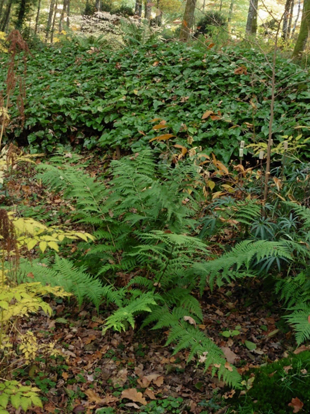 Dryopteris stewartii