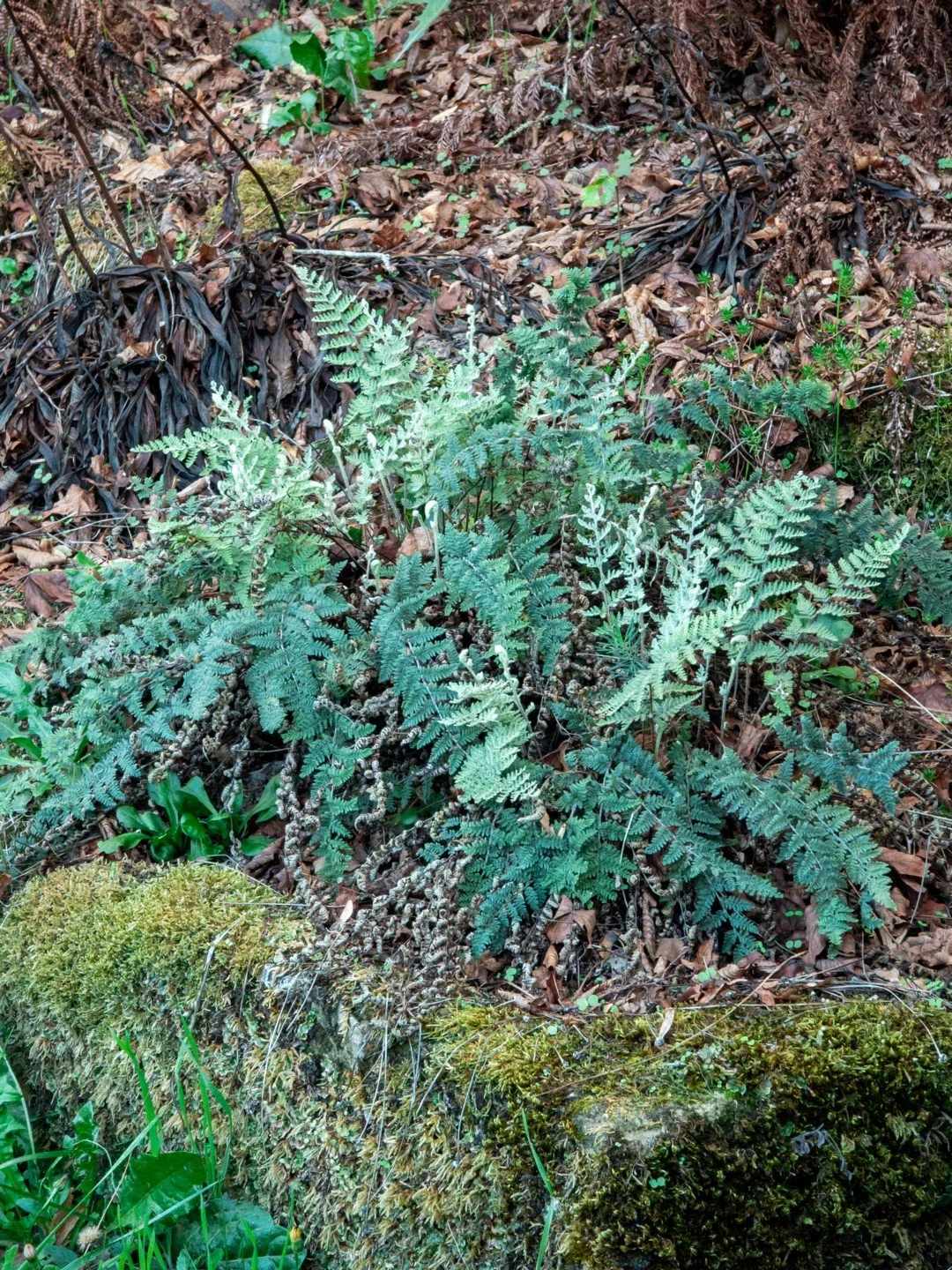 Myriopteris lanosa-Contexte-001.jpg