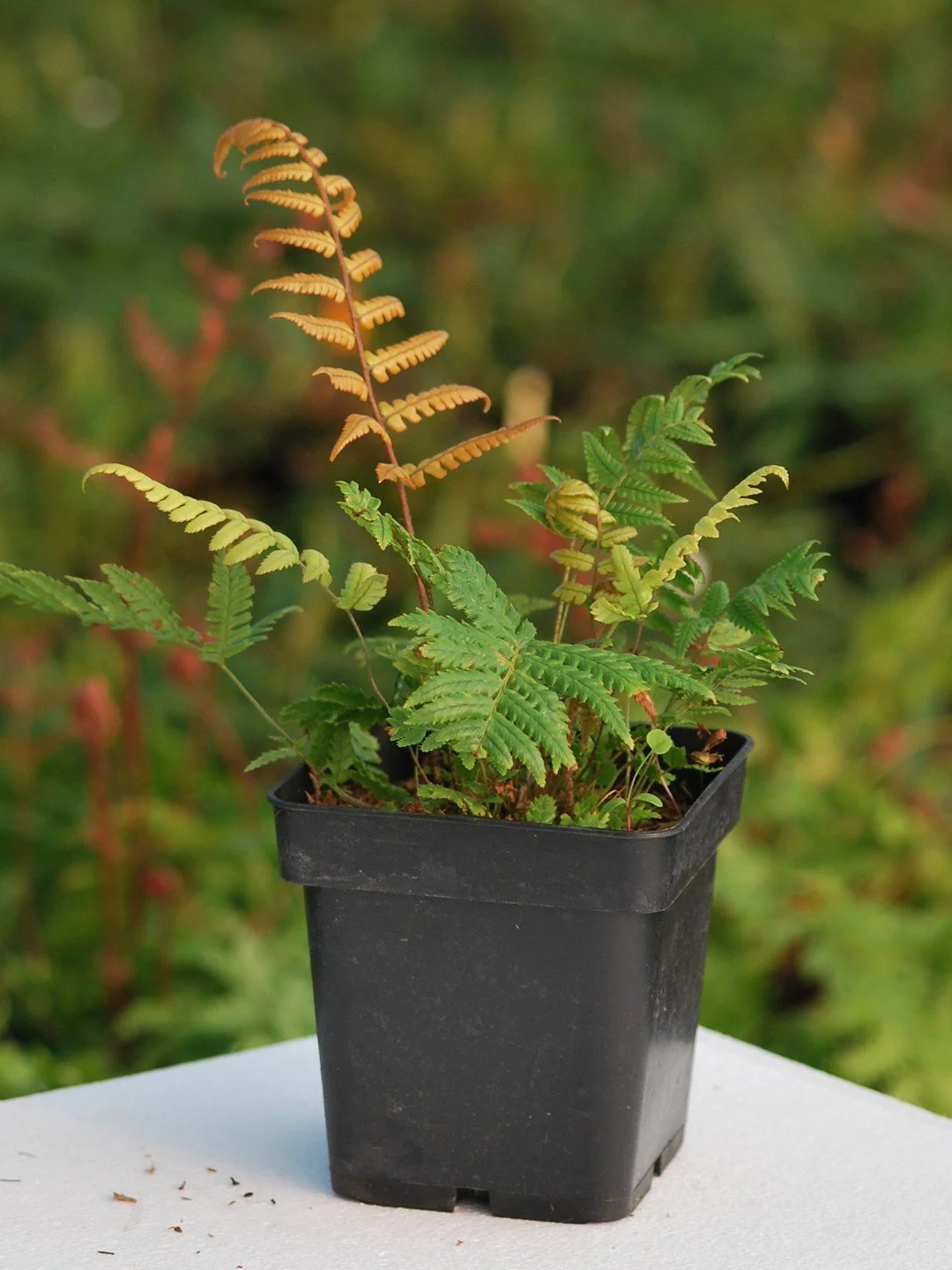 Dryopteris lepidopoda-Pot de 1 litre-001.JPG