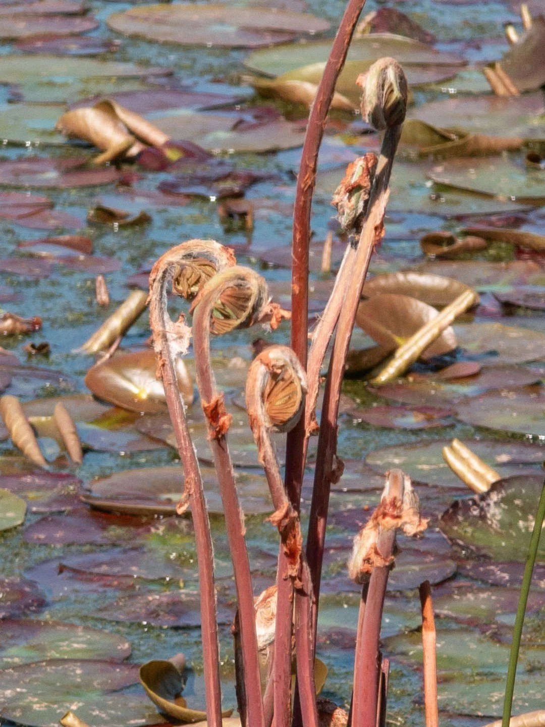 Osmunda regalis 'Purpurascens'-Détail-002.jpg