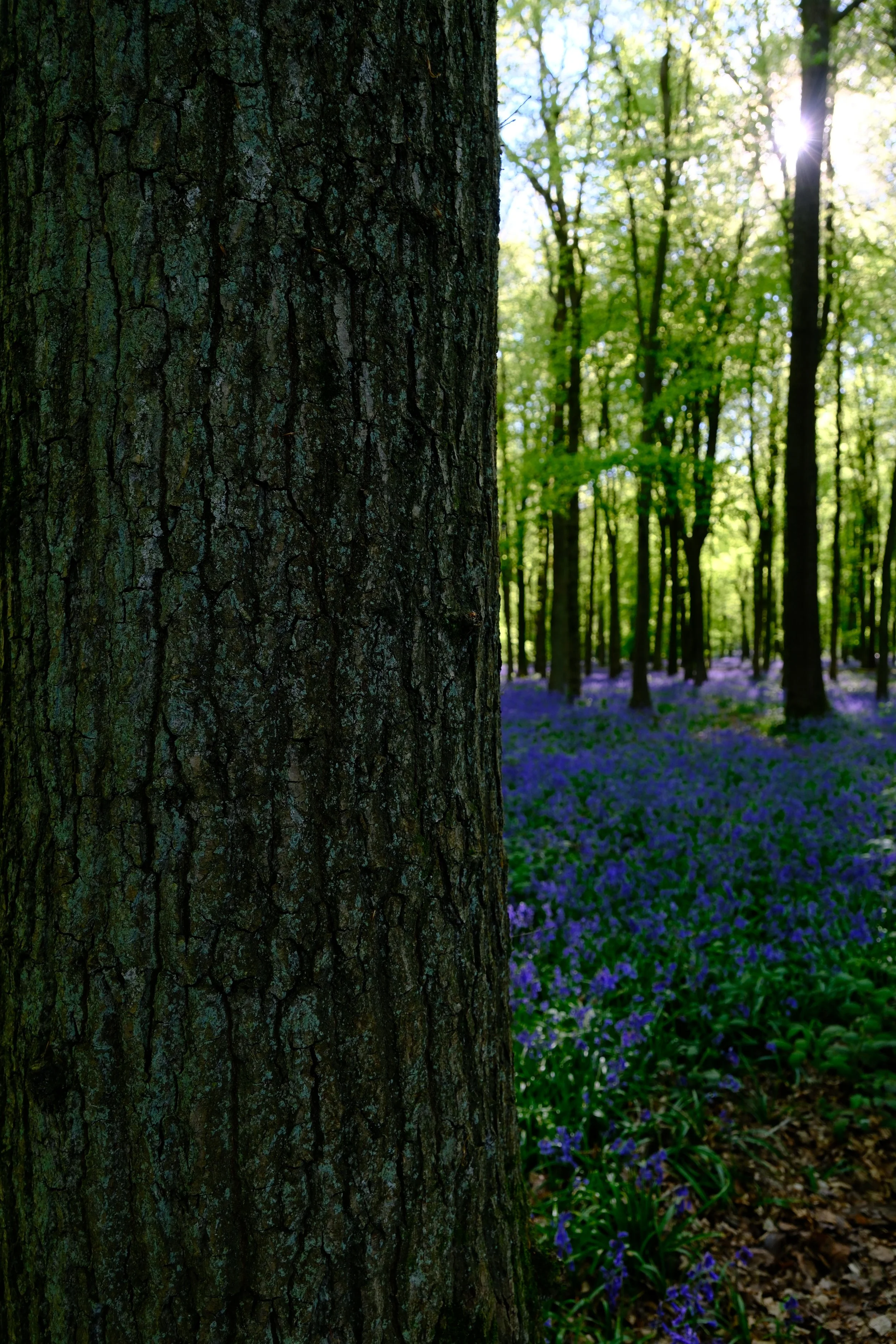 Hide and seek from the Woodland Collection