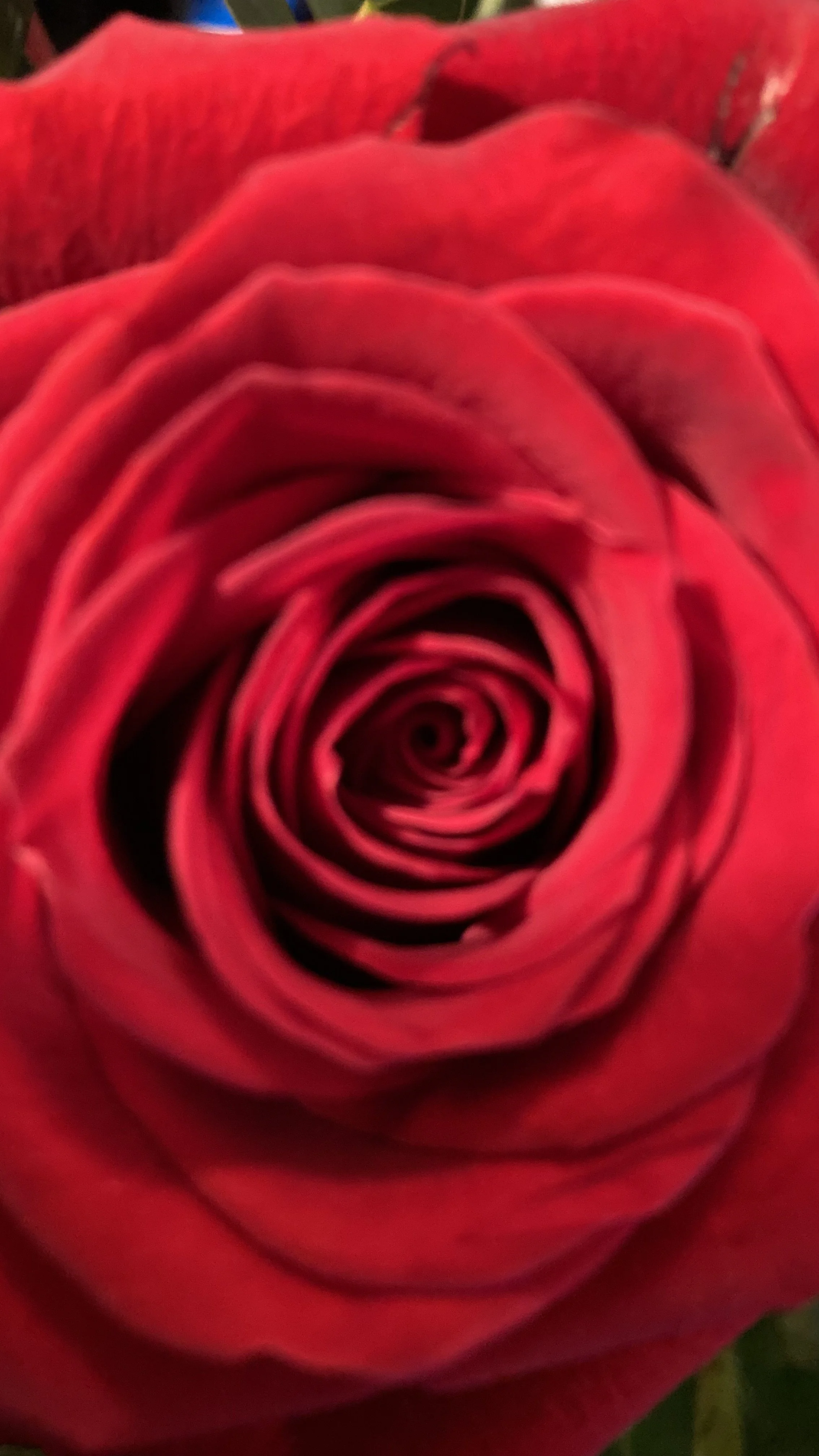 Because, I love you_Love Collection_Photography by Deborah Hodgetts