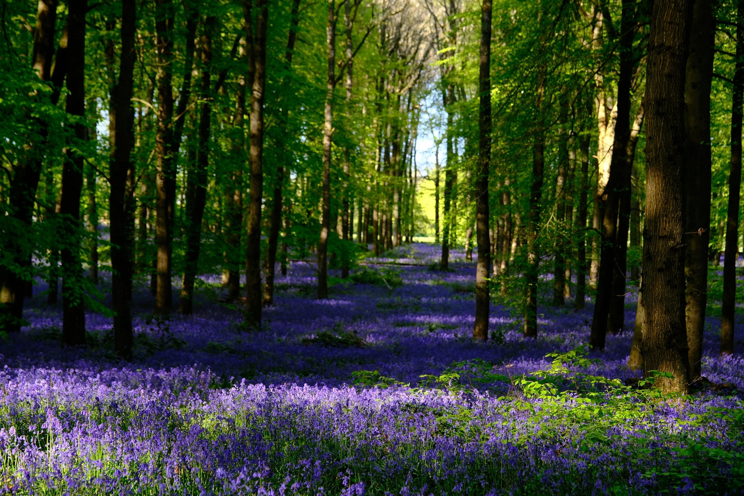 Bluebell love - Woodland Collection