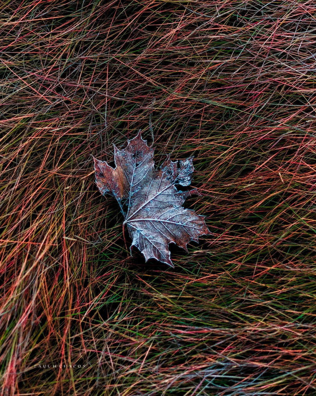 First Frost II.jpg