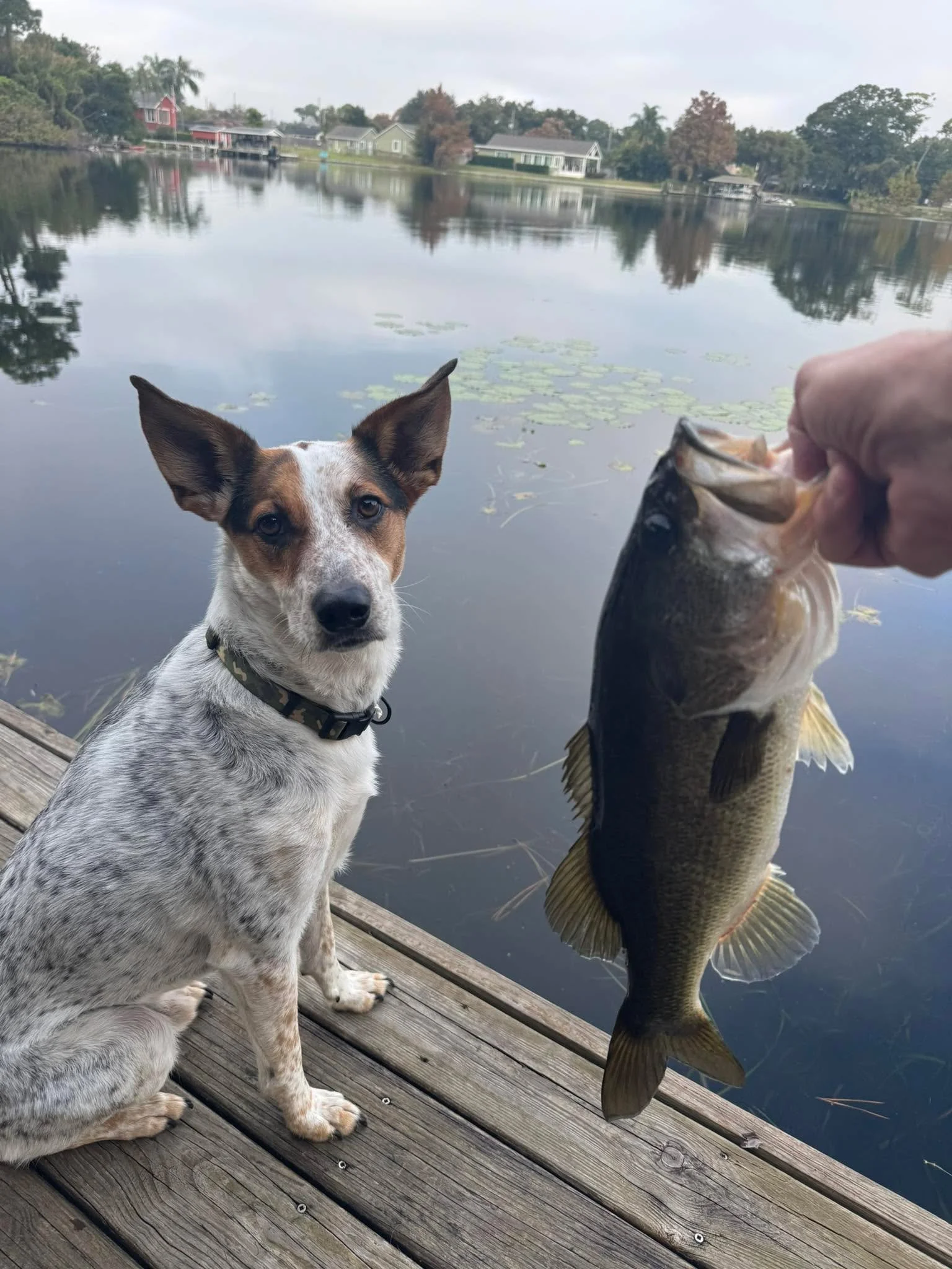 Me:  I&rsquo;m guessing about a 5 pounder. 

Cody:  Seriously dude??