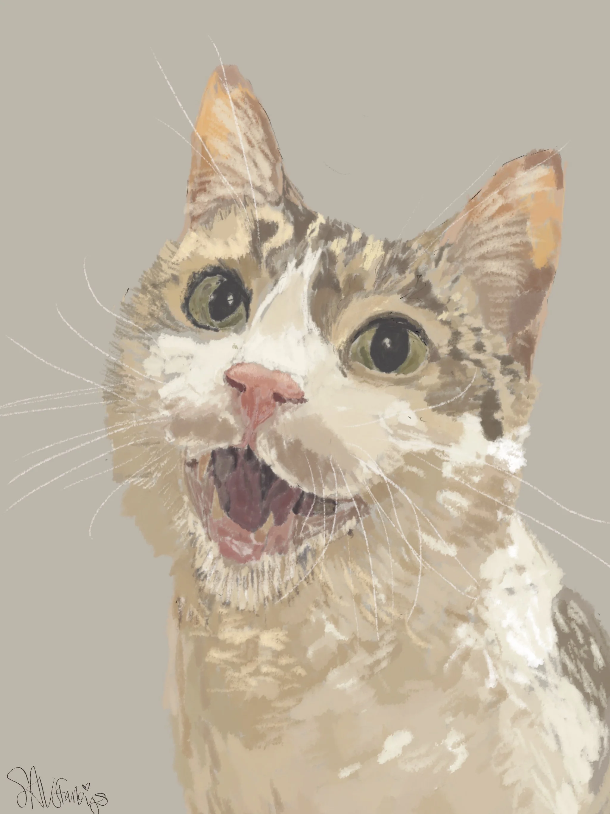 Pet Portraits