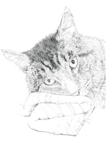 Pet Print - Chester