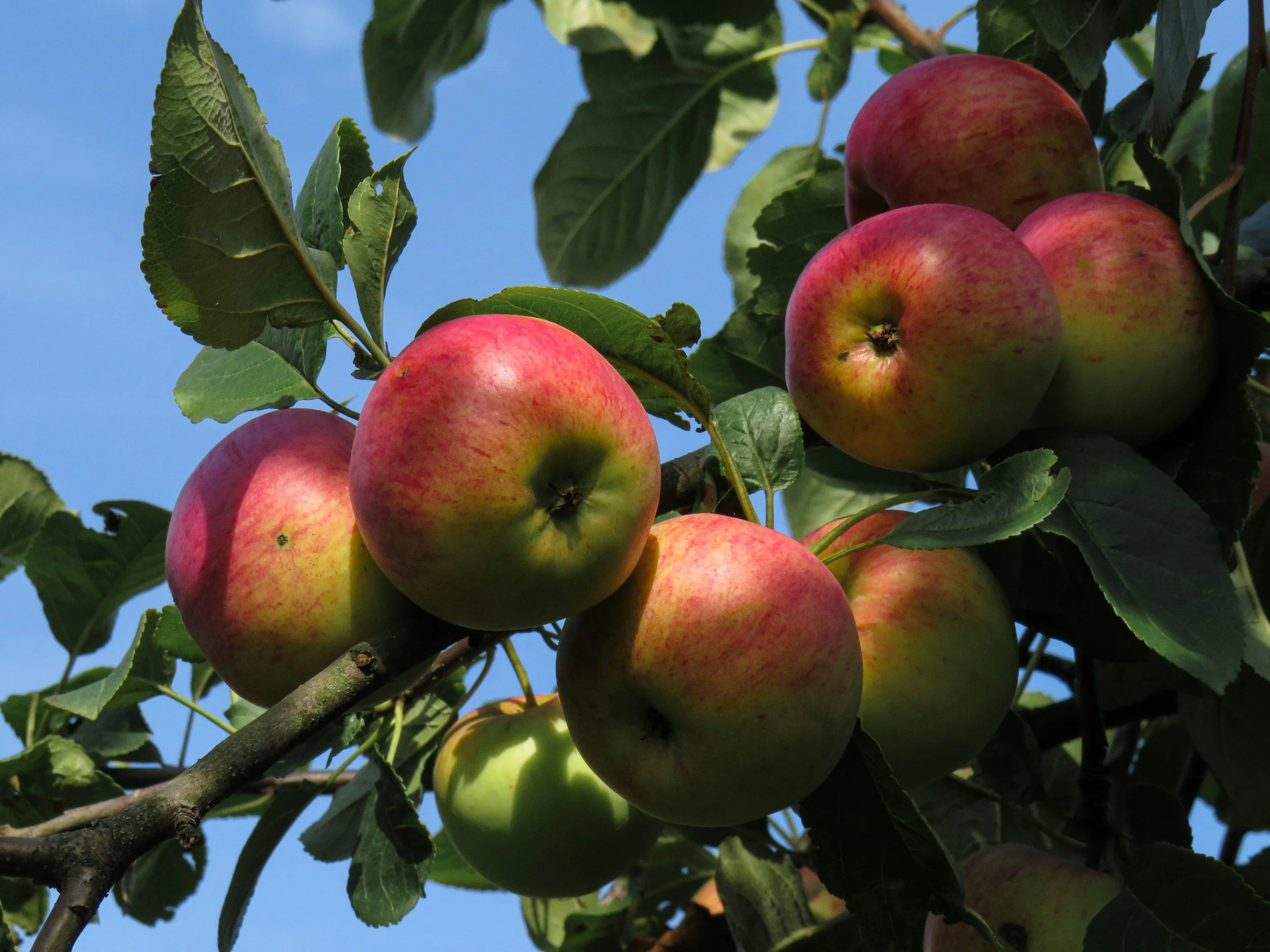 Group of ripe apples on a tree branch with green leaves, set against a blue sky.