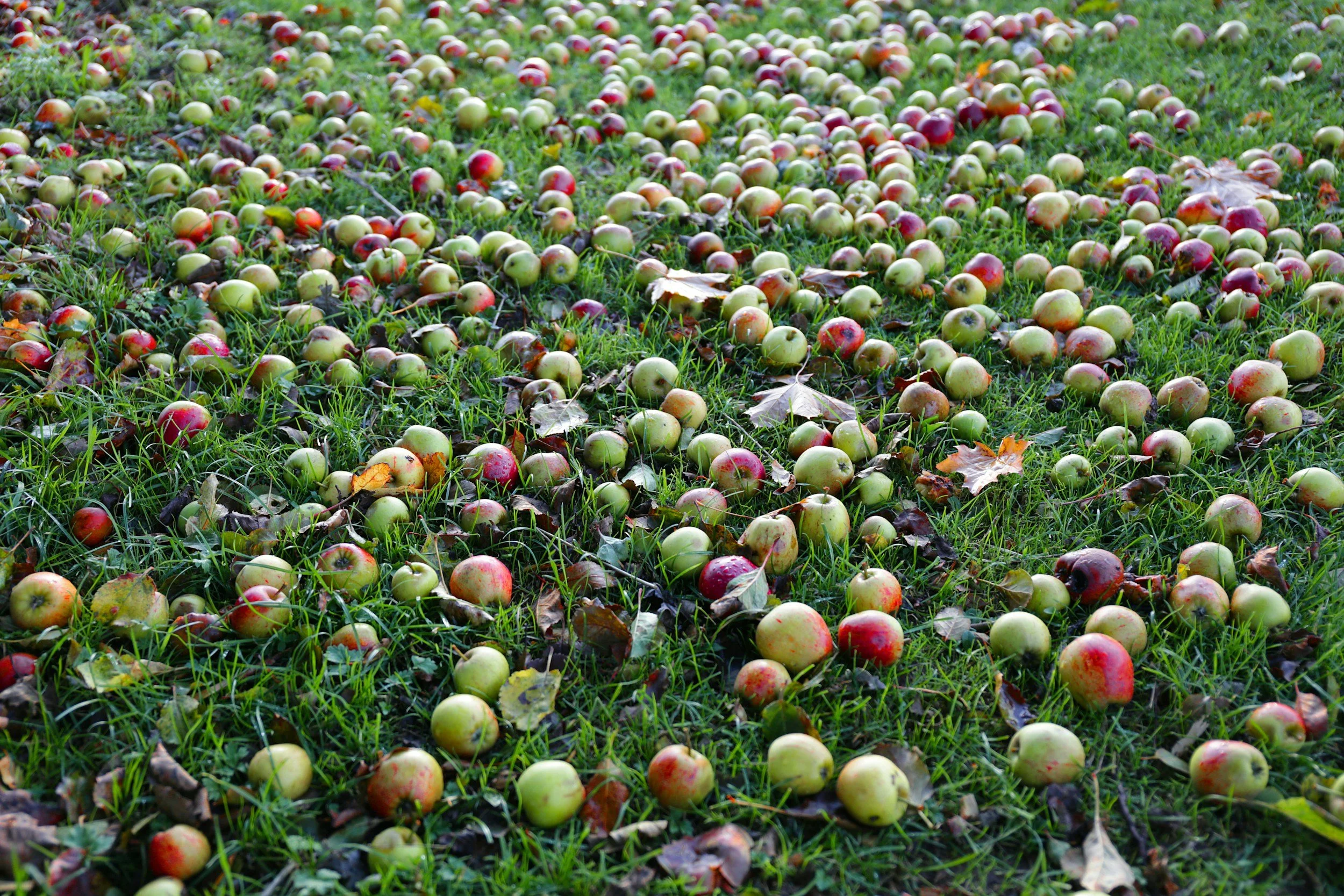 An outdoor scene of a grassy field with numerous fallen apples in various shades of green, yellow, and red.