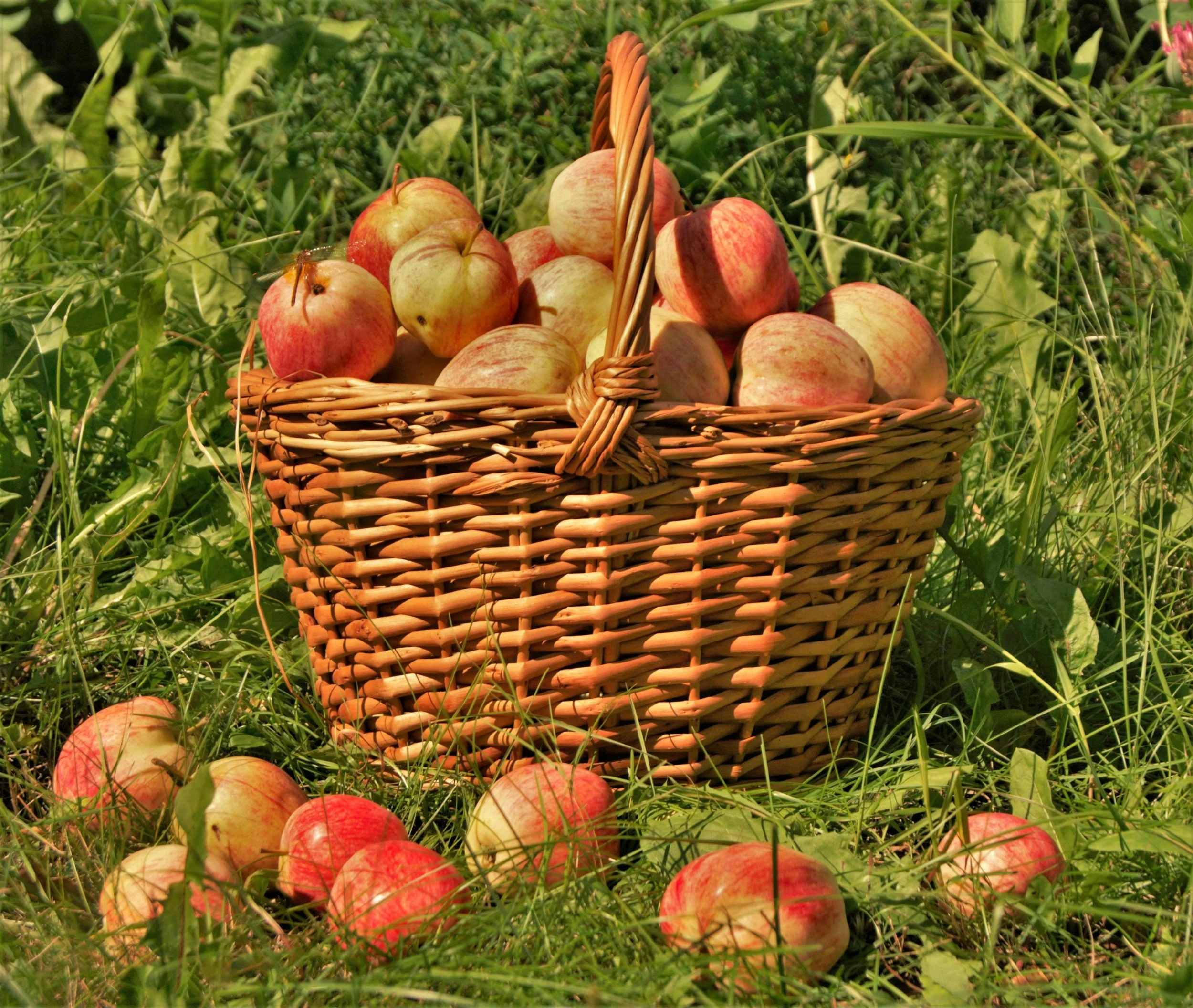 A basket filled with red and yellow apples sitting on grass in an outdoor setting.