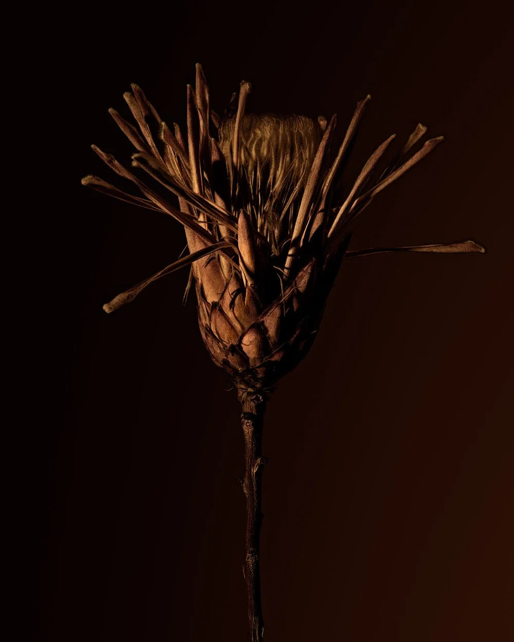 DryFlower2_web.jpg