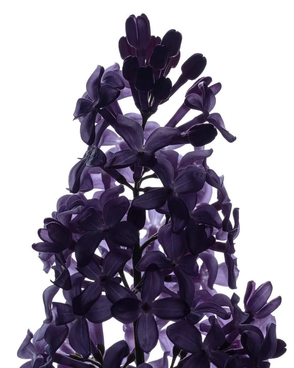 Flower_C16254_web.jpg